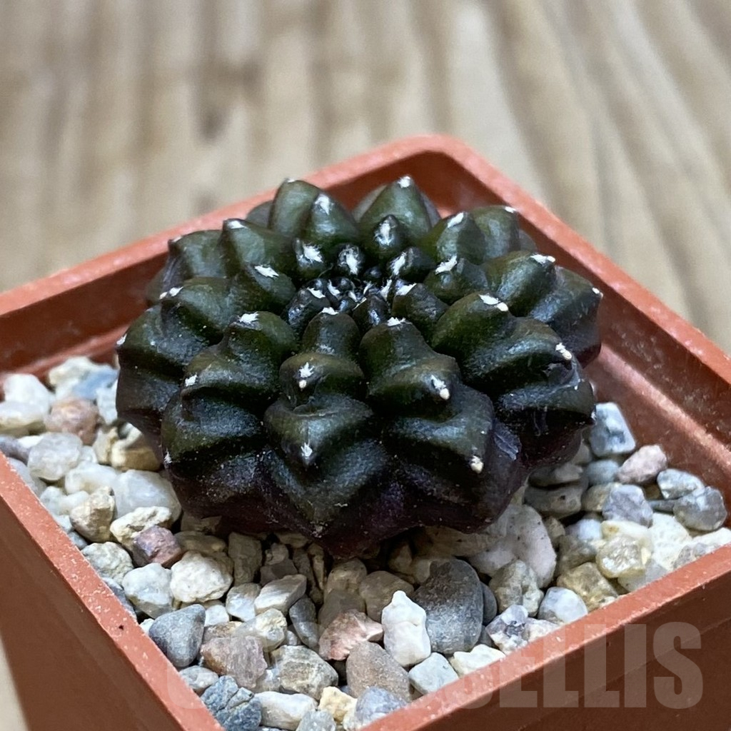 SHPR42646 Gymnocalycium mihanovichii ‘inermis’ - Image 2