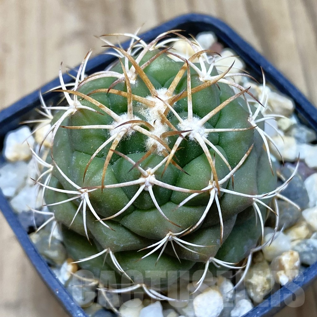 SHPR42594 Coryphantha erecta