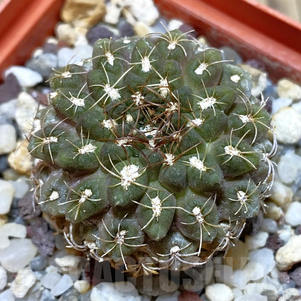 SHPR42588 Eriosyce kunzei