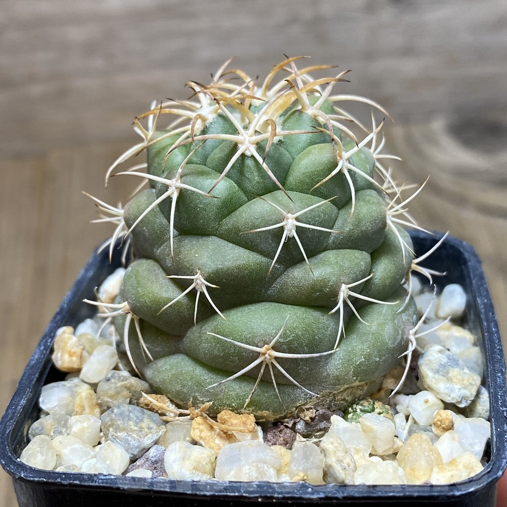 SHPR42594 Coryphantha erecta – Image 2