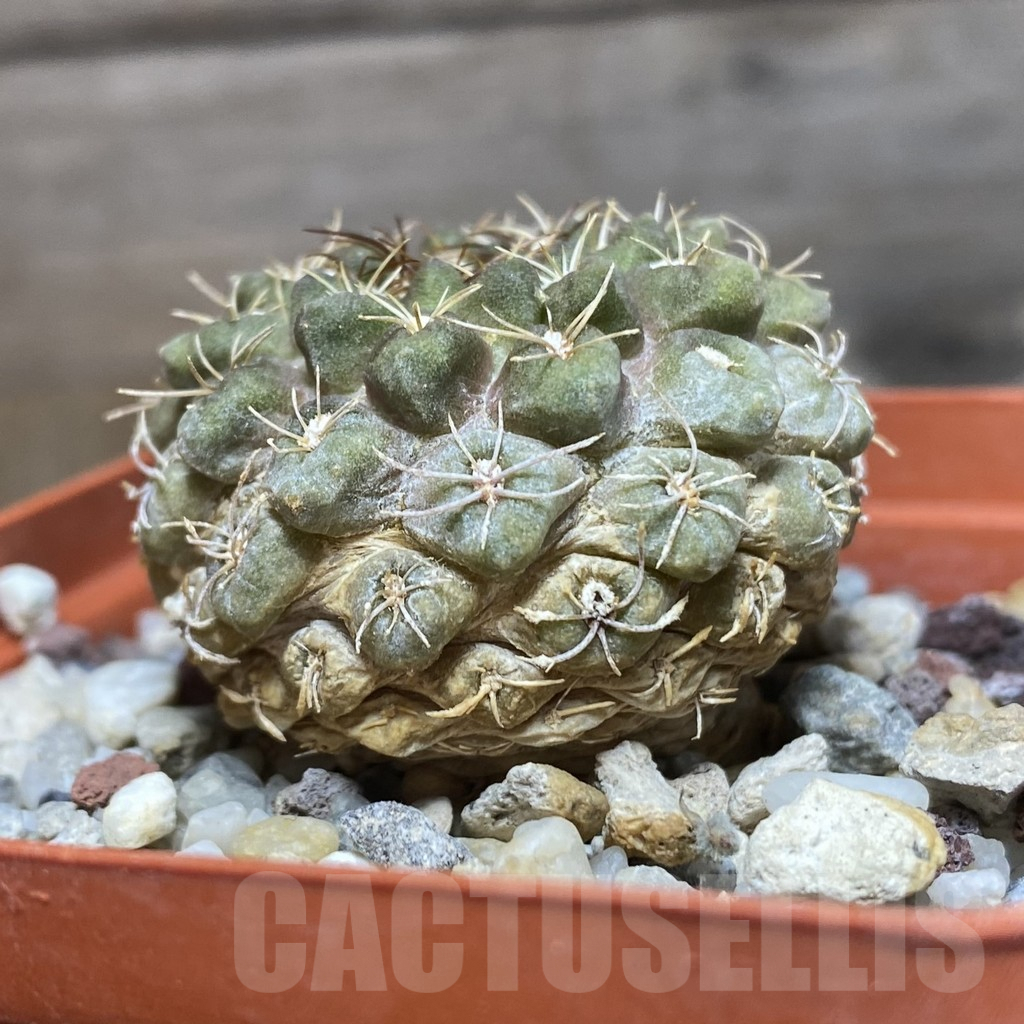 SHPR42588 Eriosyce kunzei - Image 2