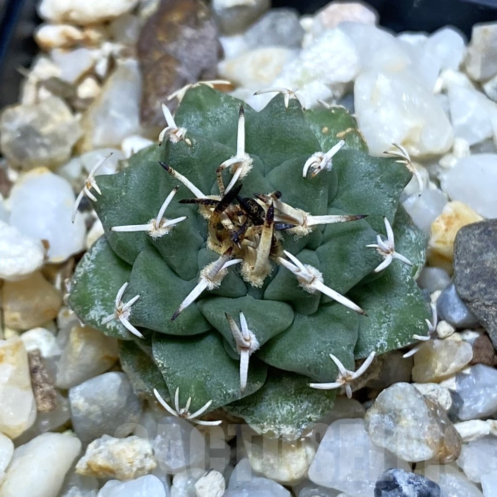 SHPR42605 Turbinicarpus alonsoi RS 546