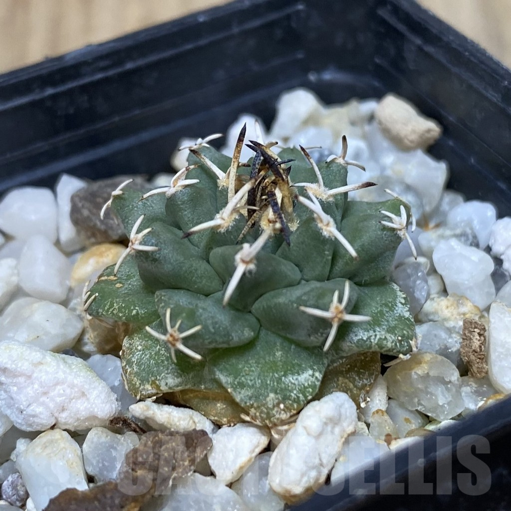 SHPR42605 Turbinicarpus alonsoi RS 546 – Bild 2