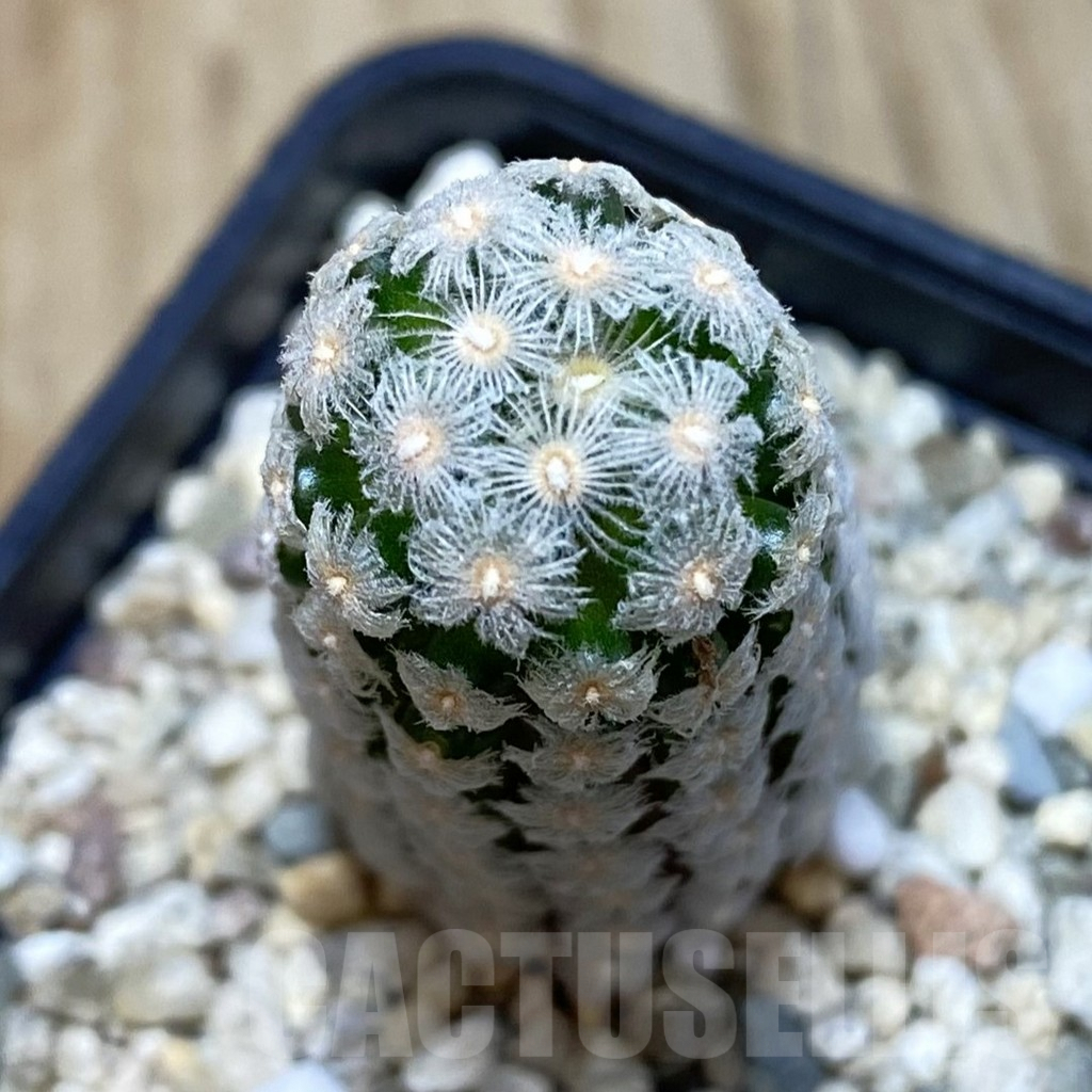 SHPR42606 Mammillaria theresae