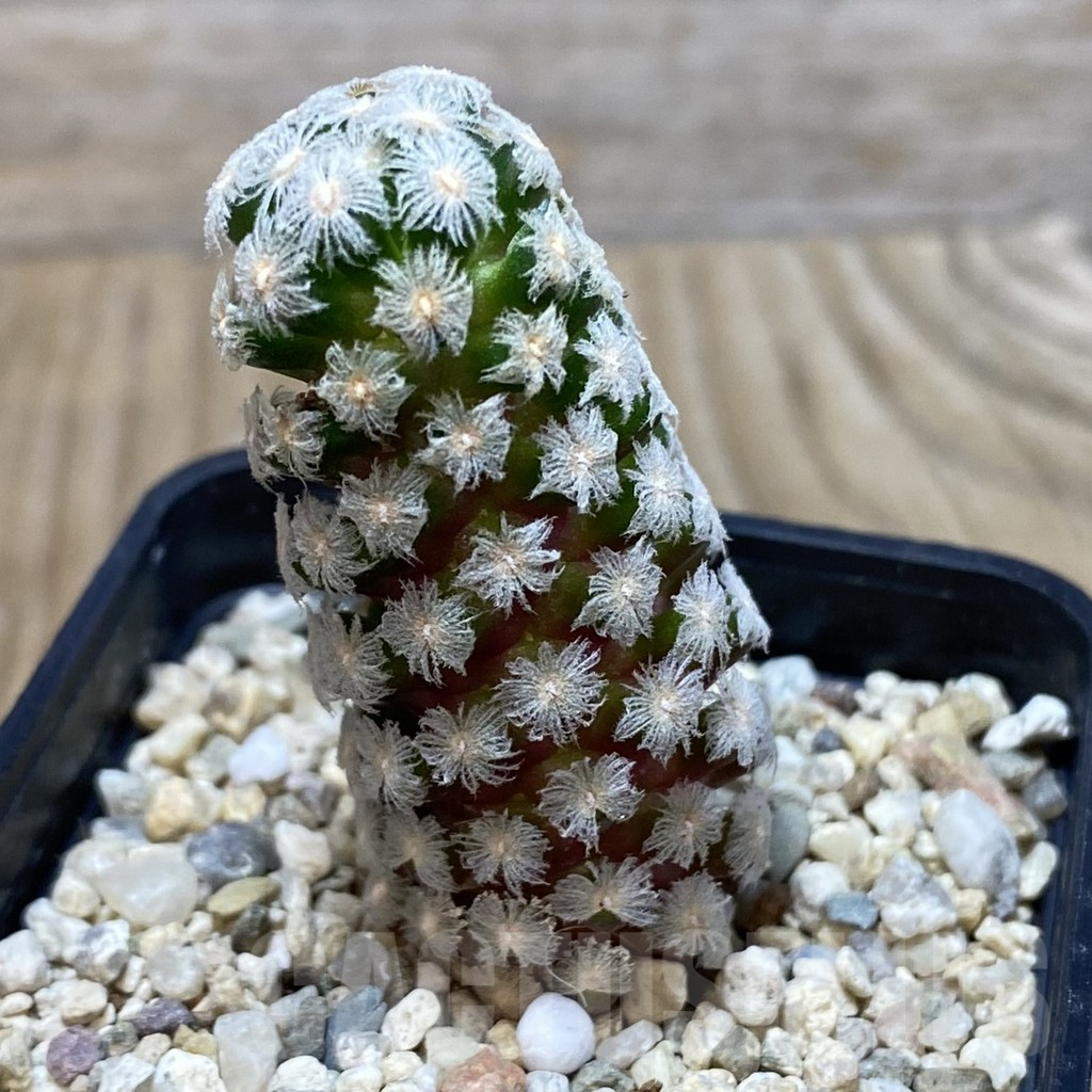 SHPR42606 Mammillaria theresae - Image 2