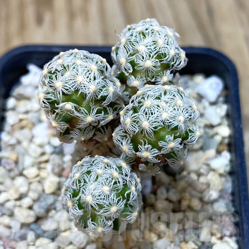 SHPR42608 Mammillaria theresae v. minima