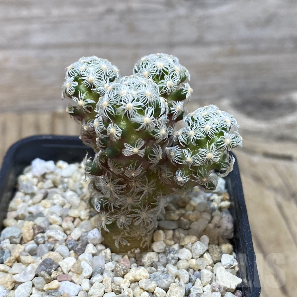 SHPR42608 Mammillaria theresae v. minima - Image 2