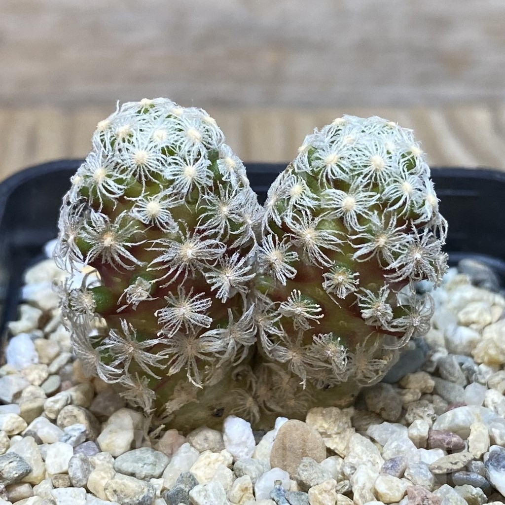 SHPR42609 Mammillaria theresae v. minima – Bild 2