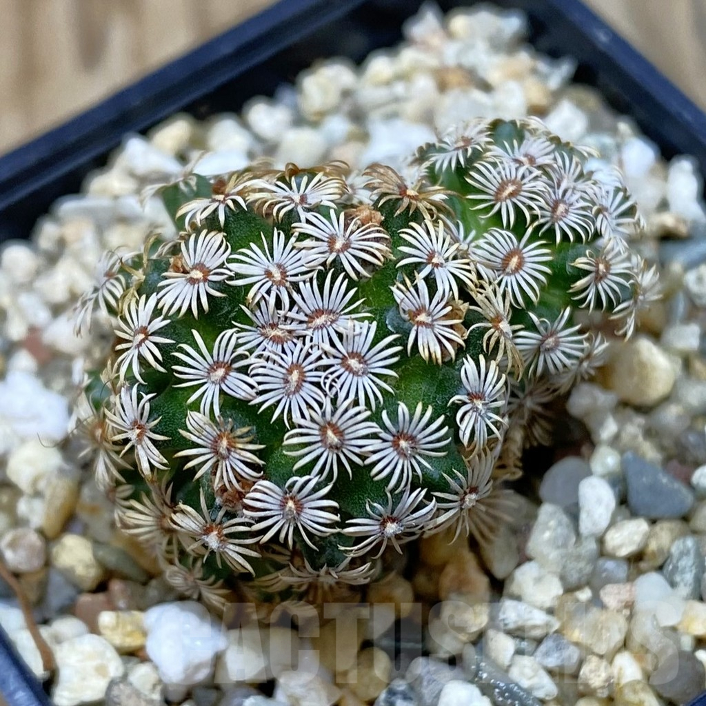 SHPR42610 Mammillaria hernandezii