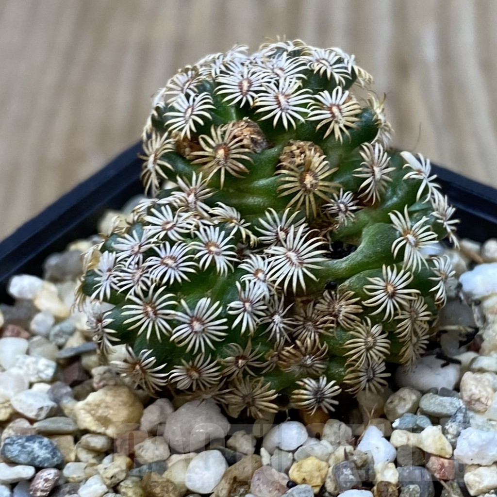 SHPR42610 Mammillaria hernandezii - Image 2