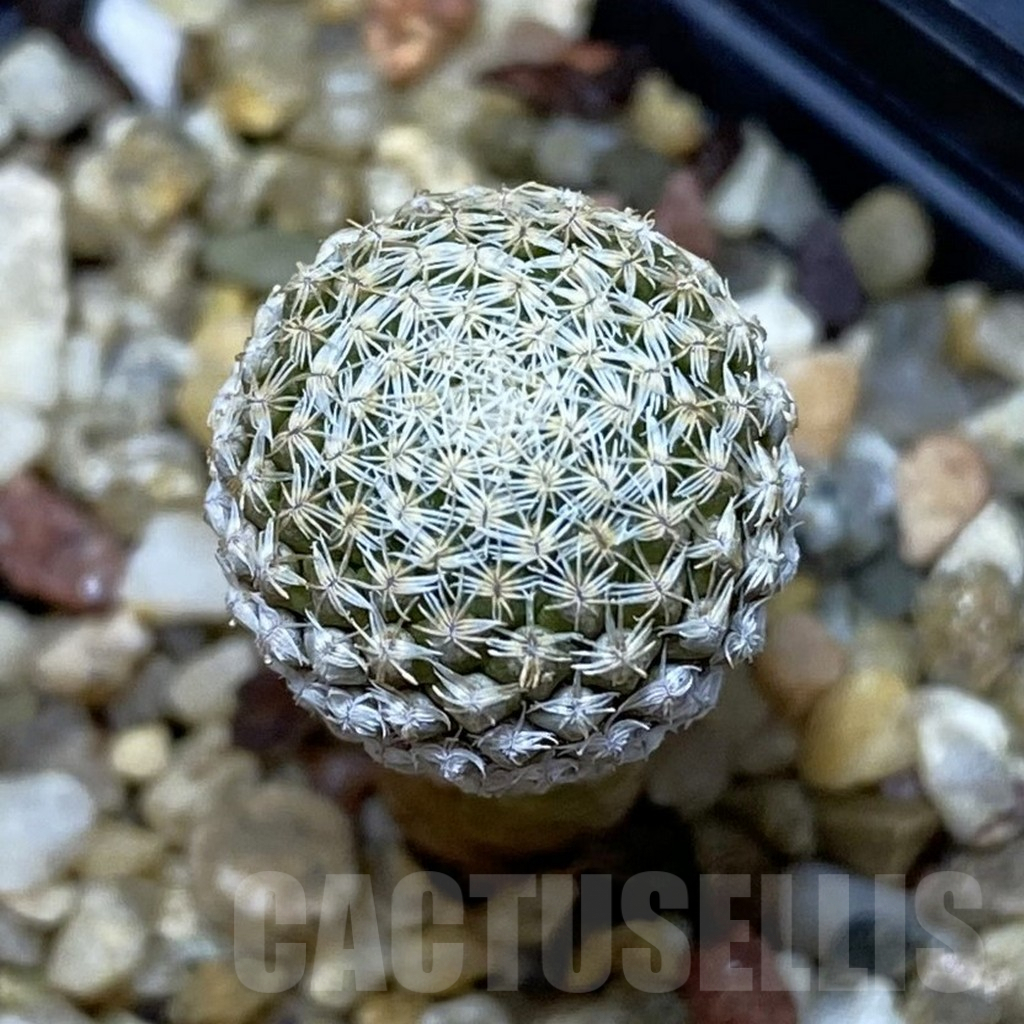 SHPR42611 Pelecyphora strobiliformis