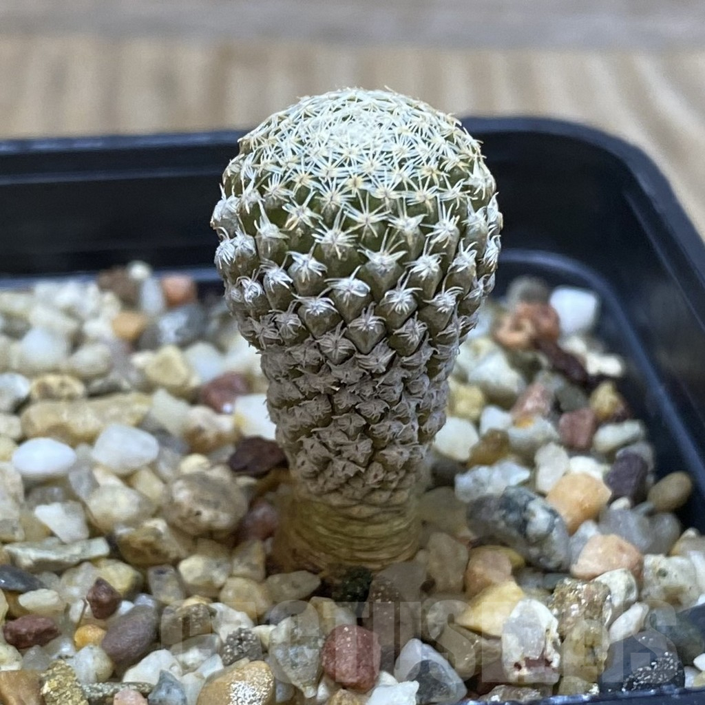 SHPR42611 Pelecyphora strobiliformis - Image 2