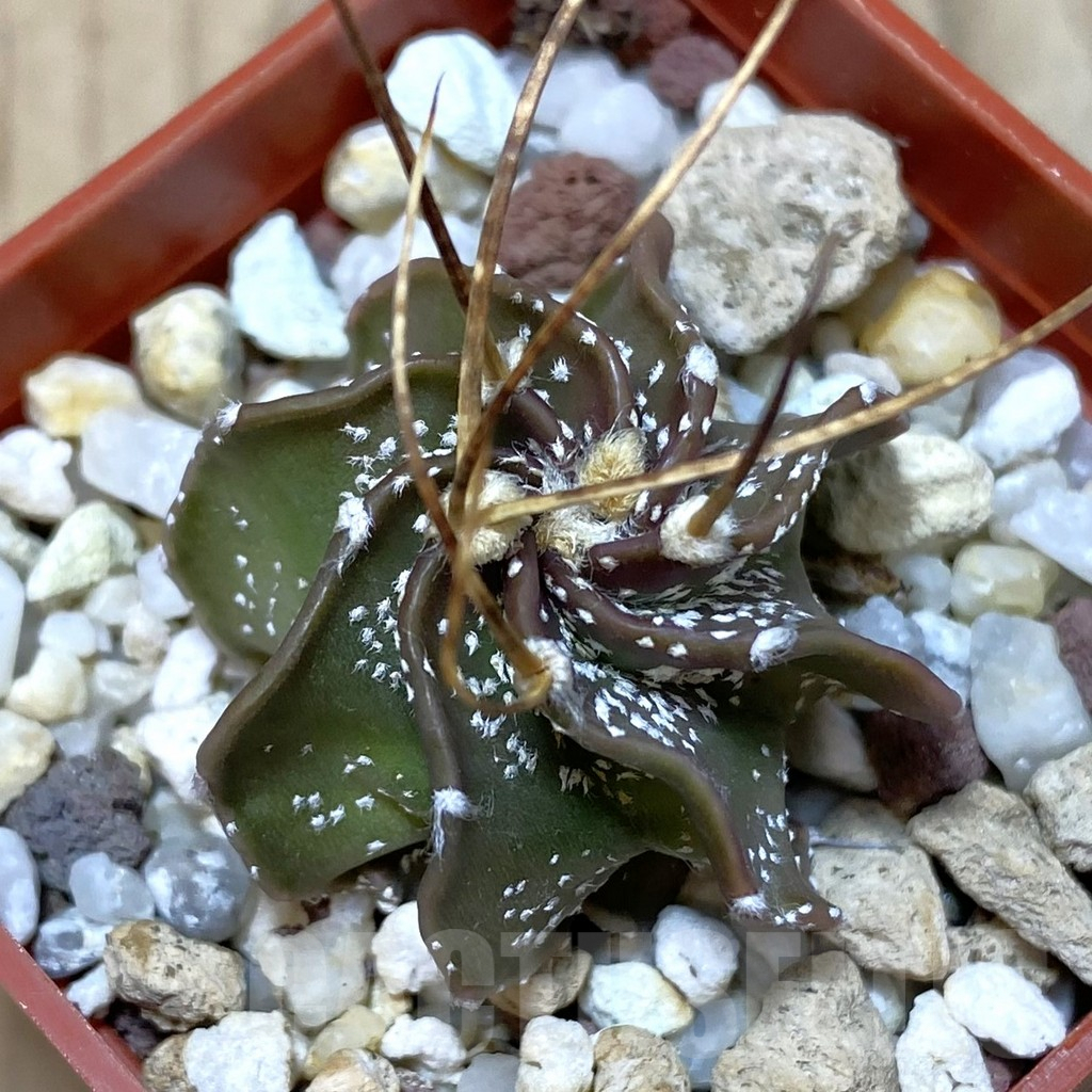 SH1471 Astrophytum asterias x senile v. aureum hybrid