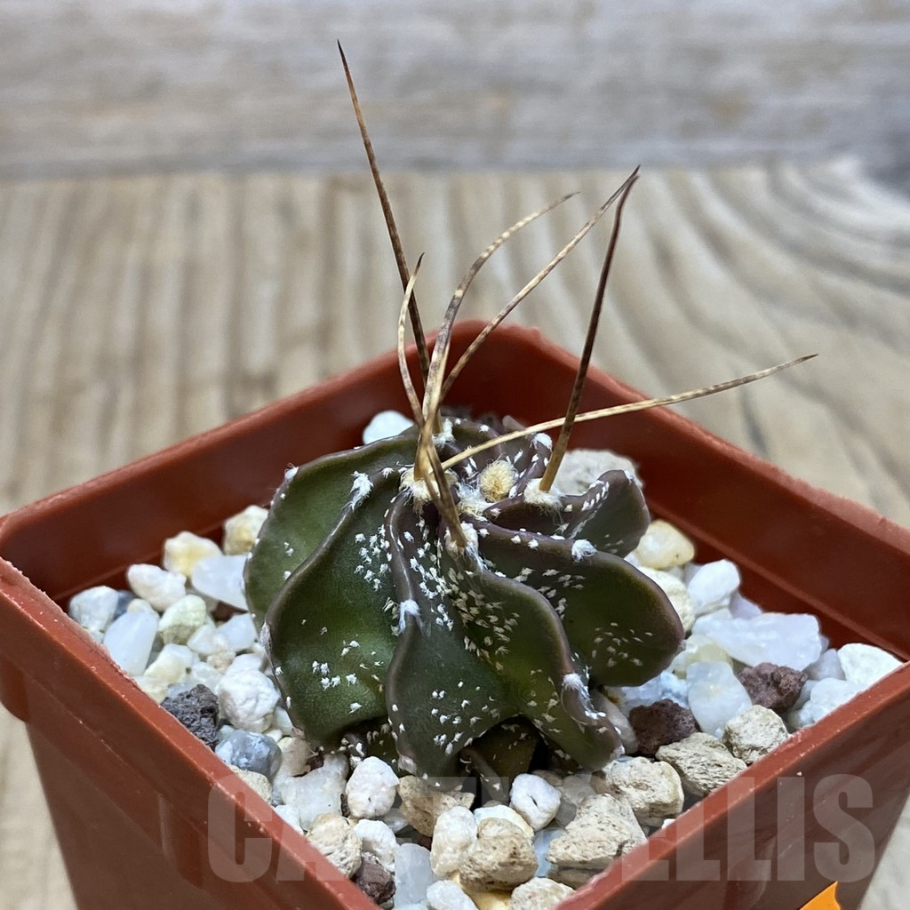 SH1471 Astrophytum asterias x senile v. aureum hybrid - Image 2