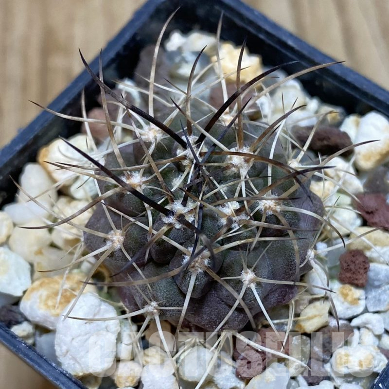 SH1474 Neochilenia aff. carrizalensis