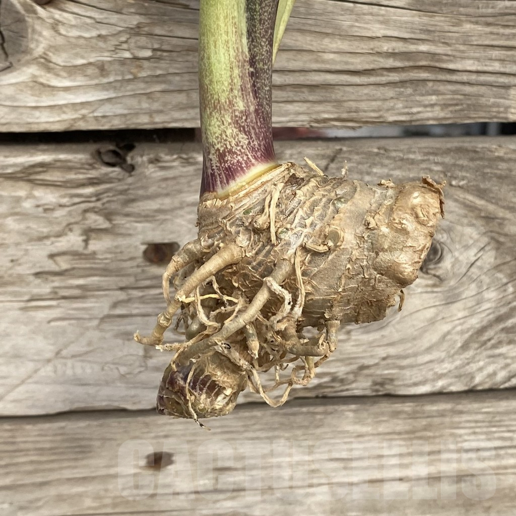 SHPR42716 Sansevieria ‘Masoniana’ mediopicta - immagine 2