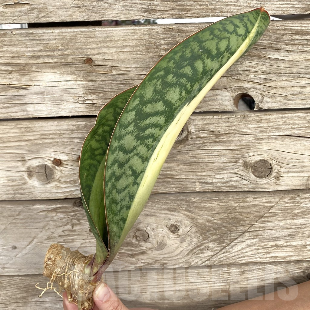 SHPR42716 Sansevieria ‘Masoniana’ mediopicta - immagine 3