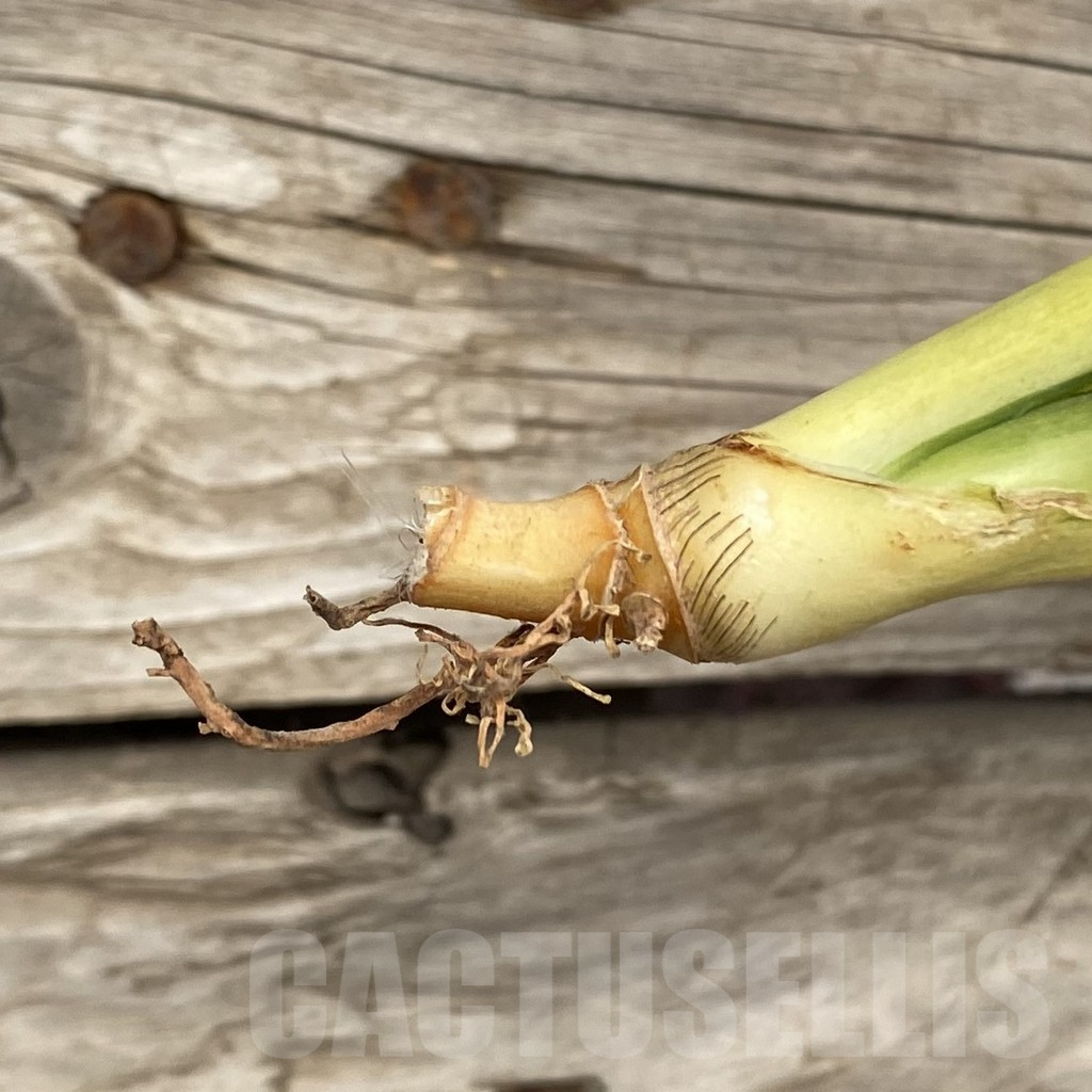 SHPR42743 Sansevieria ‘Golden Banner’ mutation - Image 2