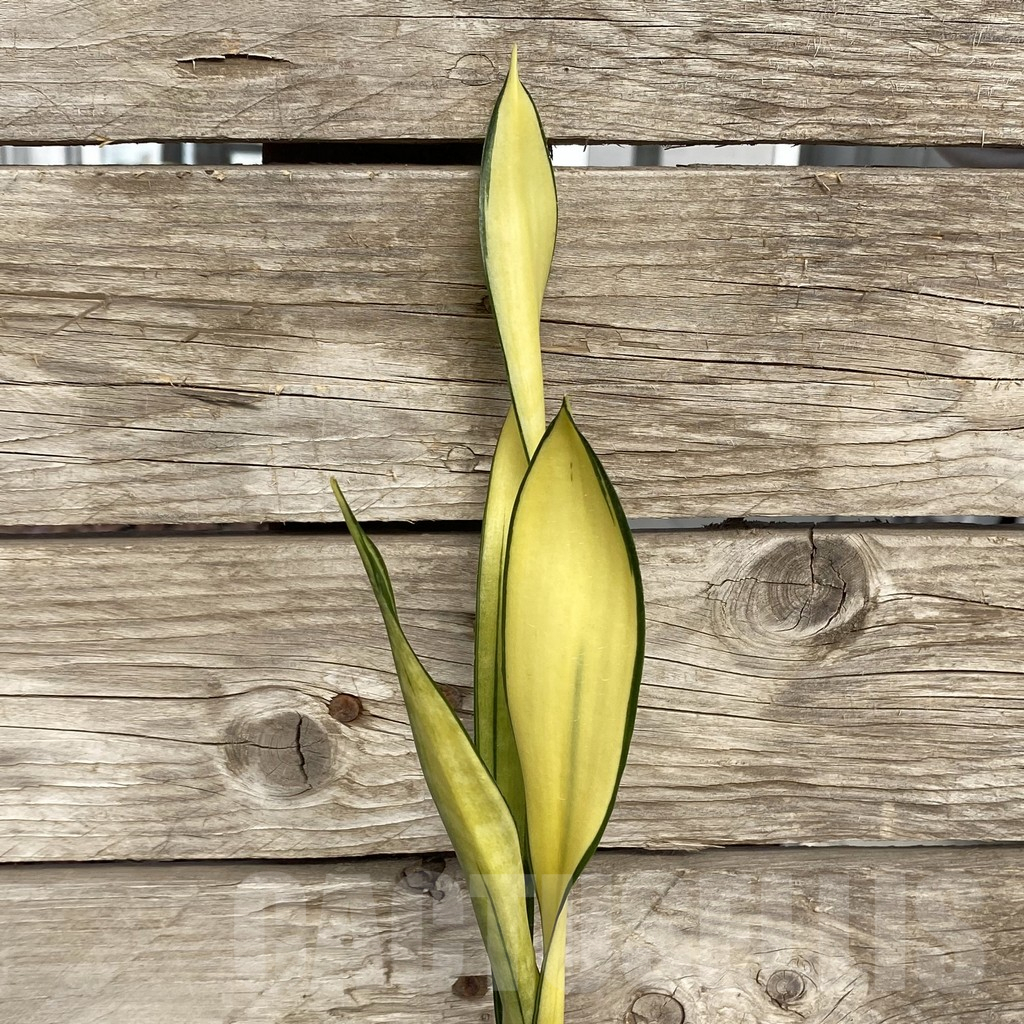 SHPR42743 Sansevieria ‘Golden Banner’ mutation