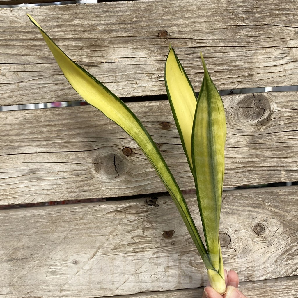 SHPR42743 Sansevieria ‘Golden Banner’ mutation - Image 3