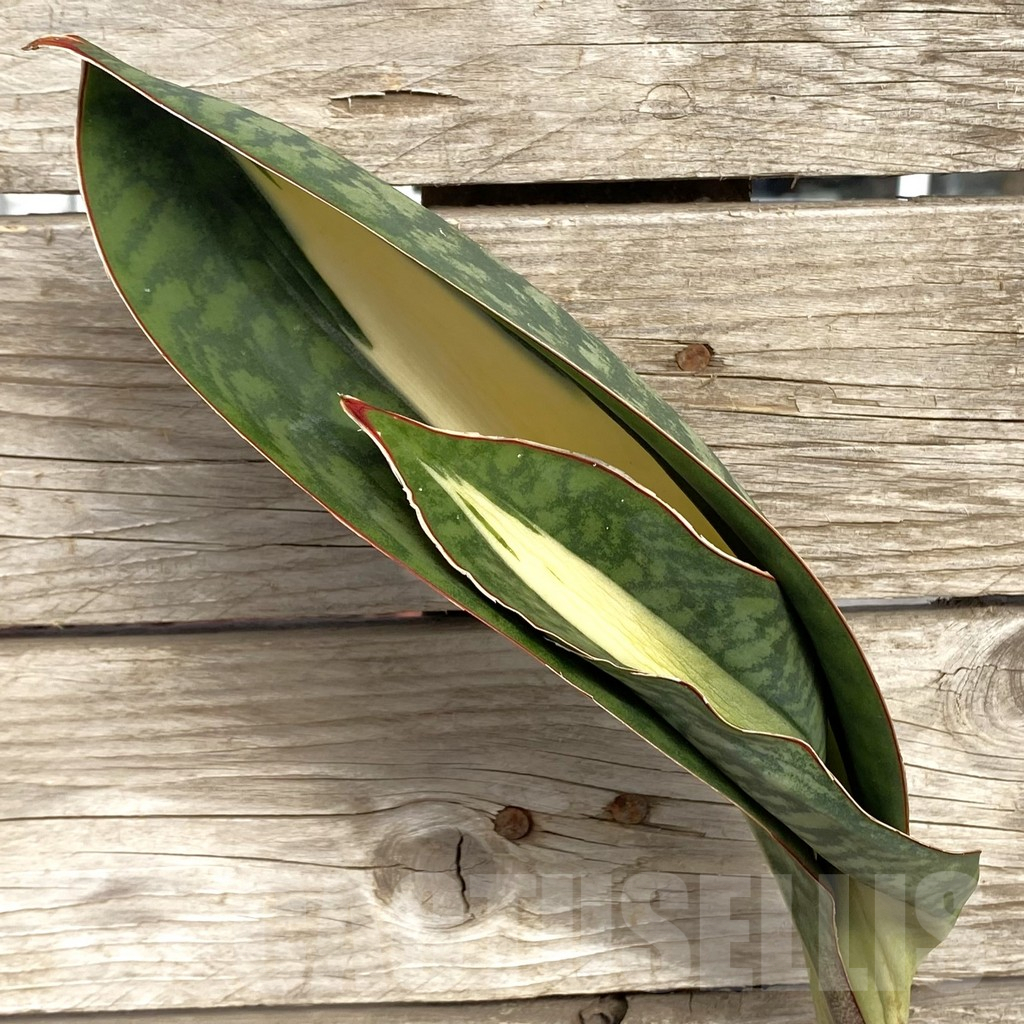 SHPR42716 Sansevieria ‘Masoniana’ mediopicta