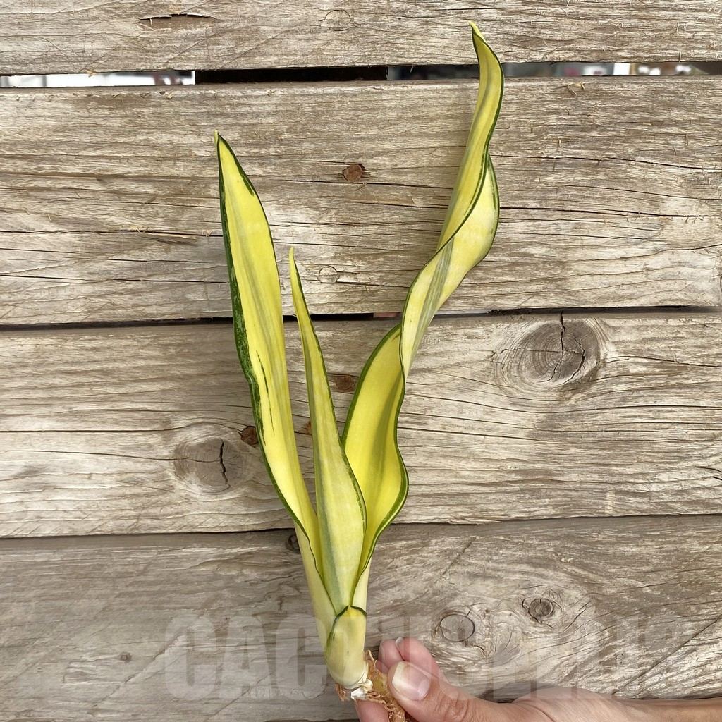 SHPR42744 Sansevieria ‘Golden Banner’ mutation