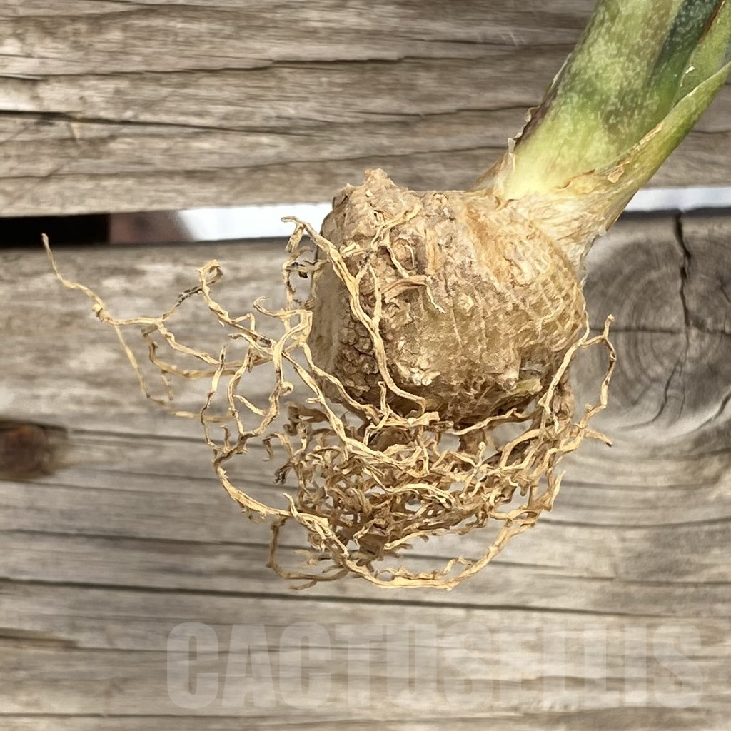 SHPR42718 Sansevieria ‘Masoniana’ mediopicta - Зображення 2