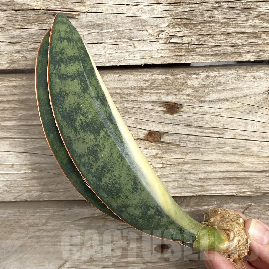 SHPR42718 Sansevieria ‘Masoniana’ mediopicta