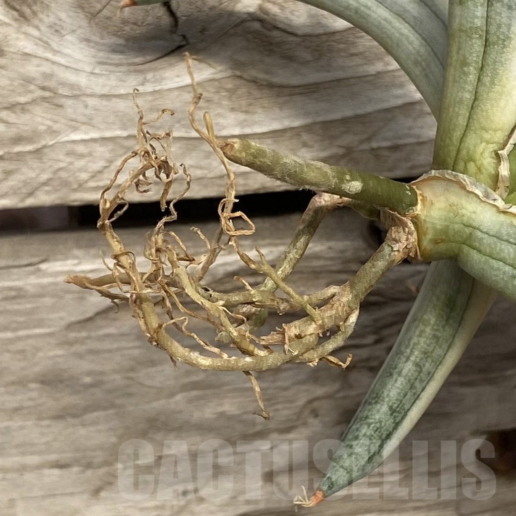 SHPR42760 Sansevieria ‘Blue Clone’ - Image 2
