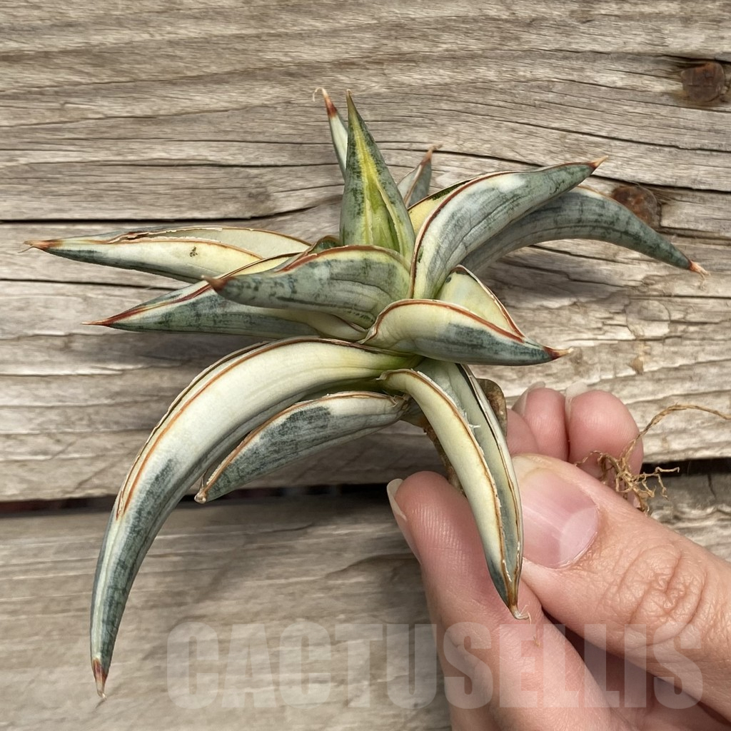SHPR42760 Sansevieria ‘Blue Clone’ - Image 3
