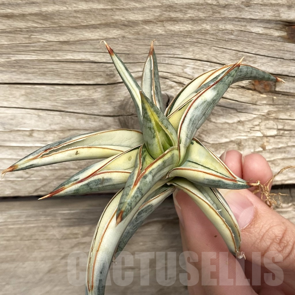 SHPR42760 Sansevieria ‘Blue Clone’