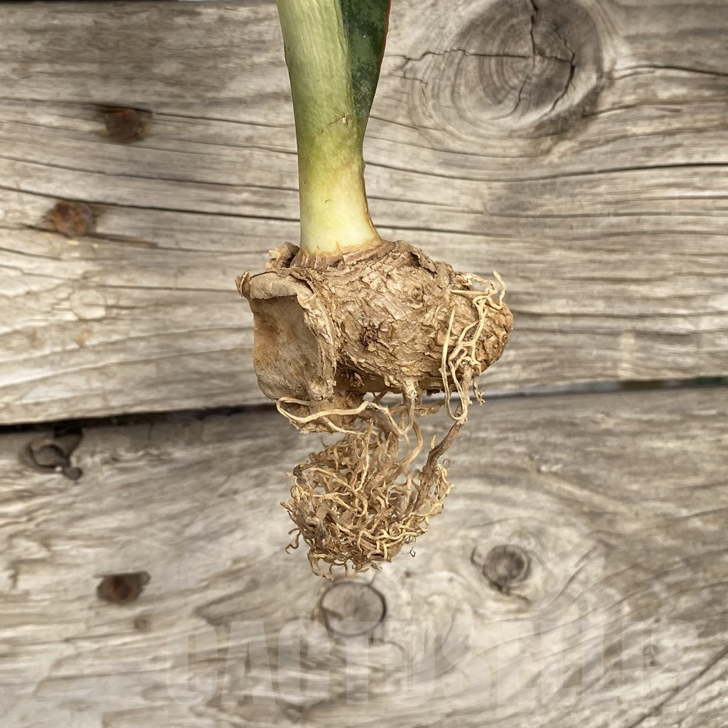 SHPR42719 Sansevieria ‘Masoniana’ mediopicta - Image 2