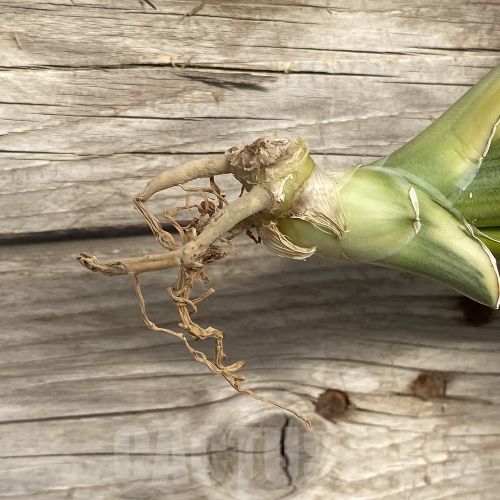 SHPR42769 Sansevieria 'Katana' - Image 2