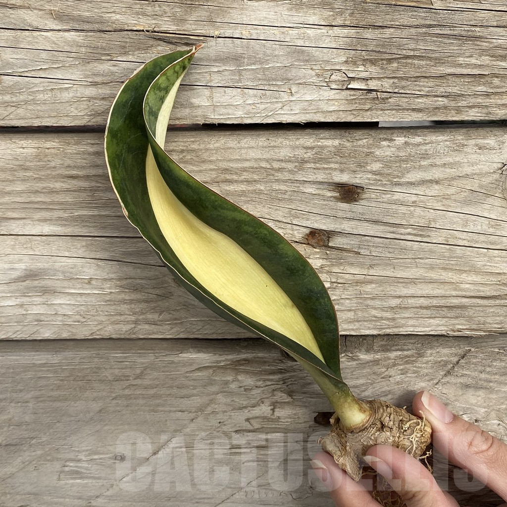 SHPR42719 Sansevieria ‘Masoniana’ mediopicta - Image 3