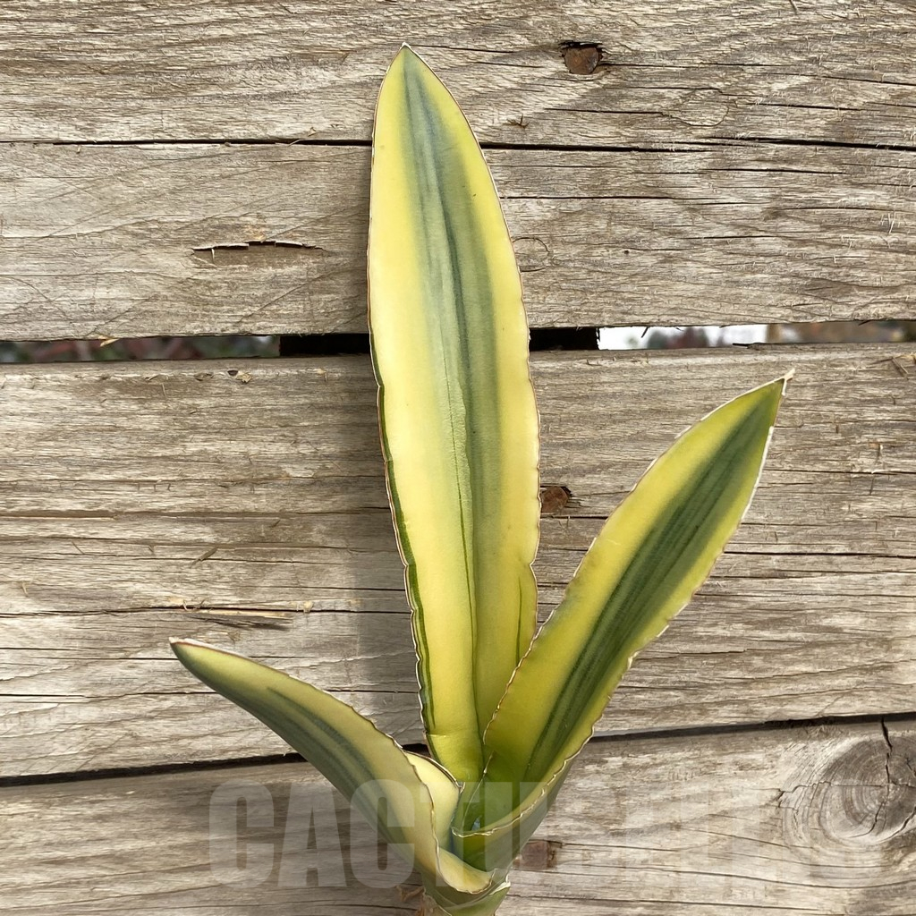SHPR42769 Sansevieria 'Katana'