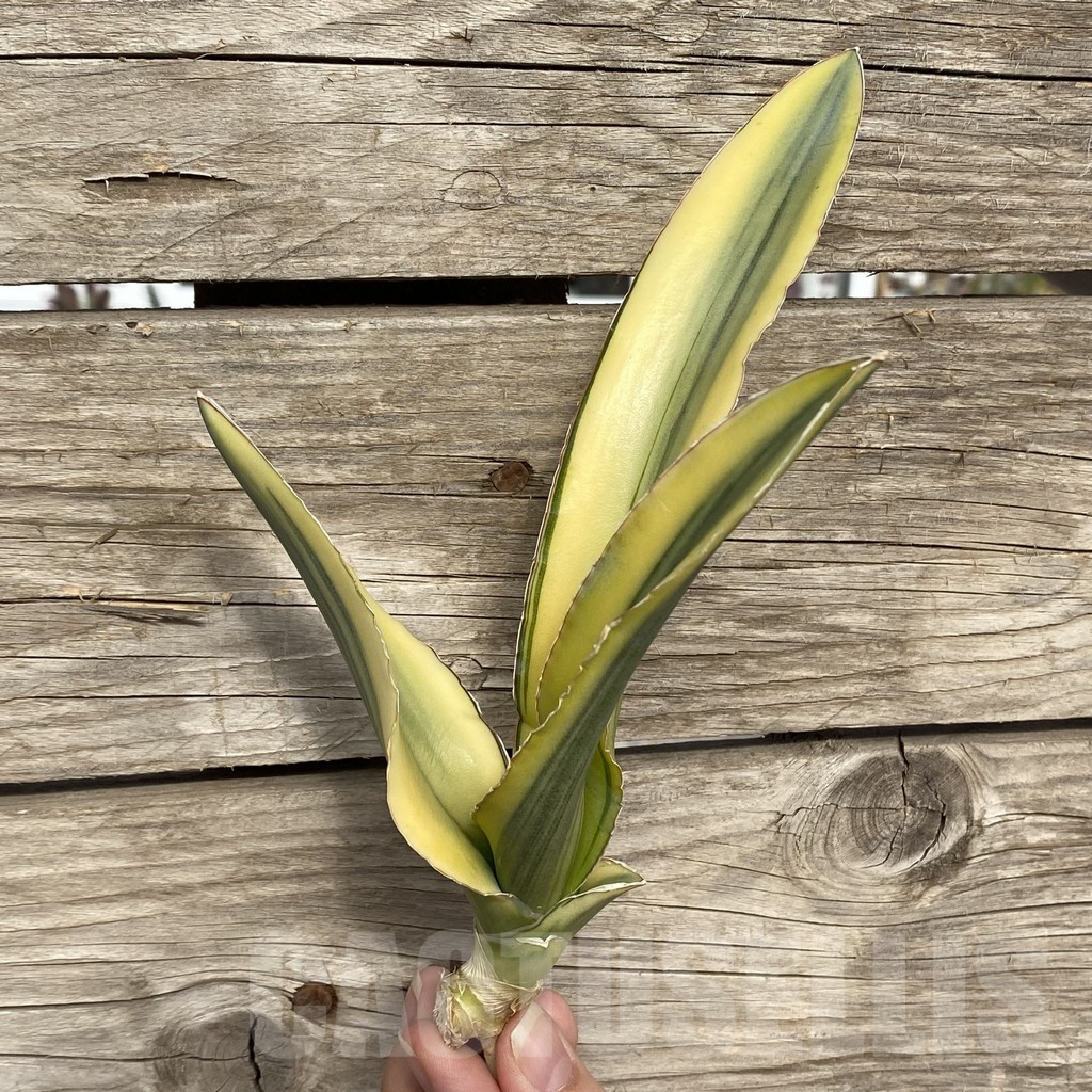 SHPR42769 Sansevieria 'Katana' - Image 3