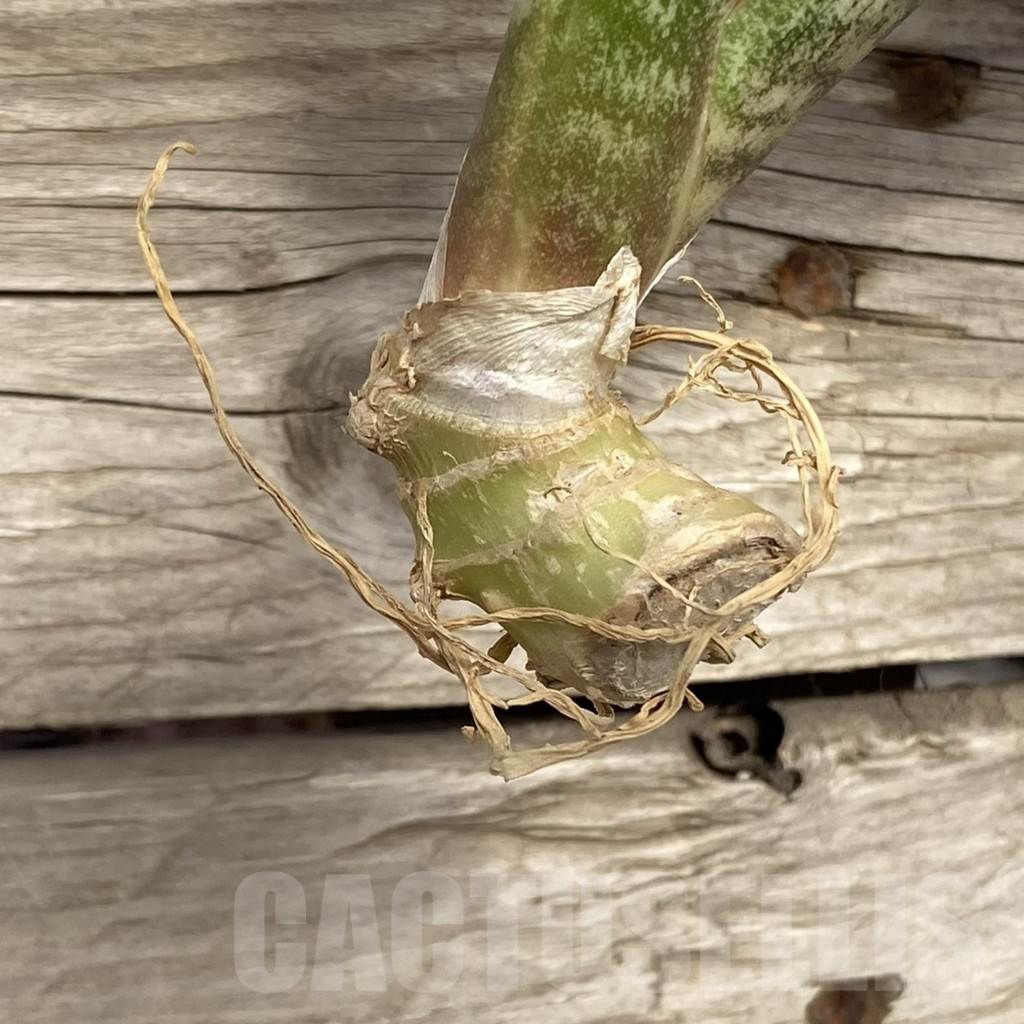 SHPR42772 Sansevieria ‘Phupamont’ – Bild 2
