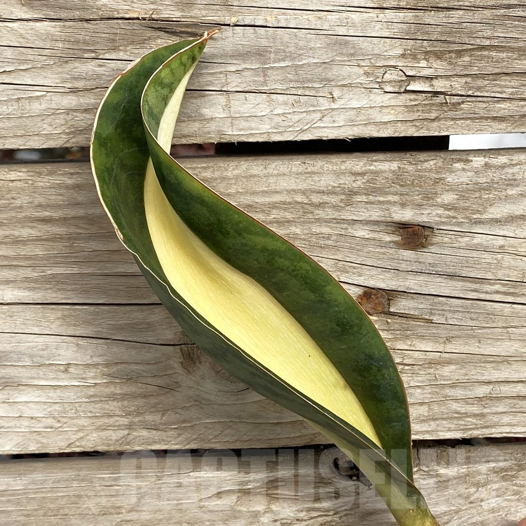 SHPR42719 Sansevieria ‘Masoniana’ mediopicta