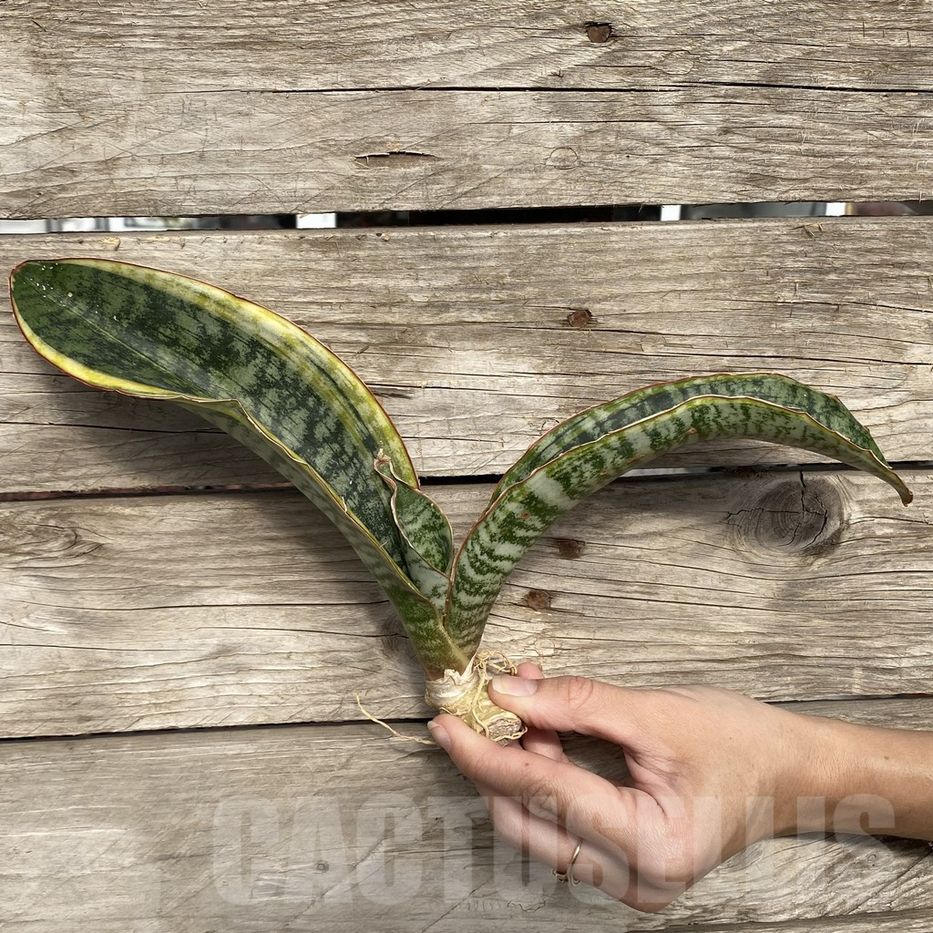 SHPR42772 Sansevieria ‘Phupamont’ – Bild 3