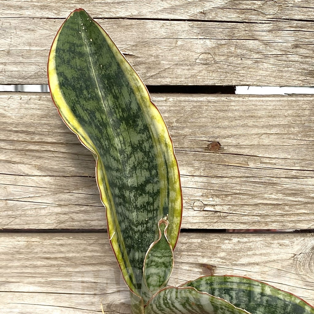 SHPR42772 Sansevieria ‘Phupamont’
