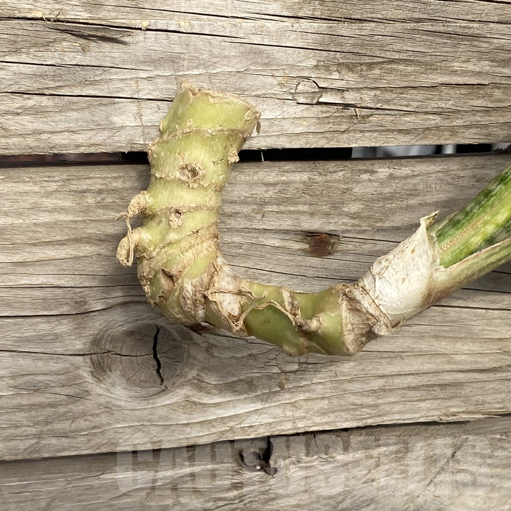 SHPR42773 Sansevieria ‘Phupamont’ - Image 2