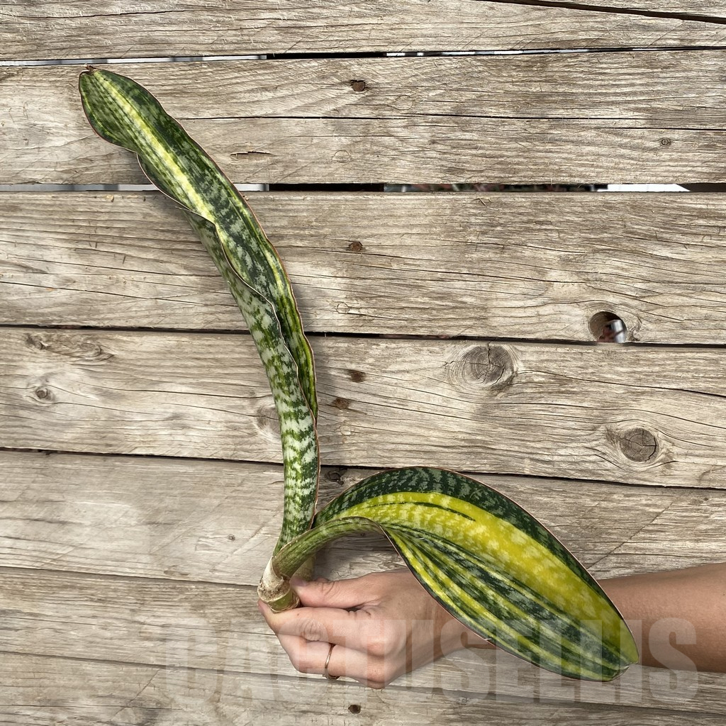 SHPR42773 Sansevieria ‘Phupamont’ - Image 3
