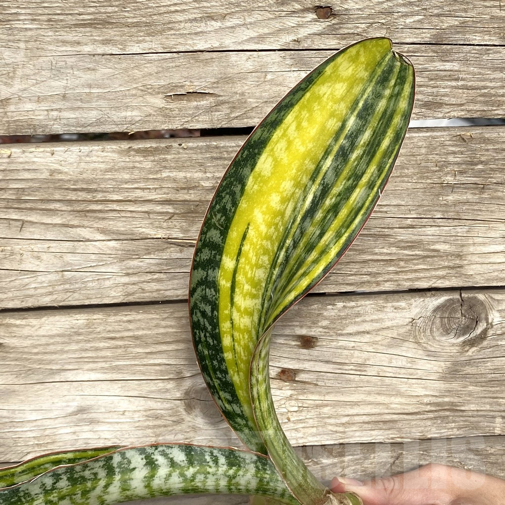 SHPR42773 Sansevieria ‘Phupamont’