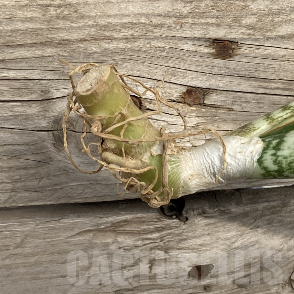 SHPR42774 Sansevieria ‘Phupamont’ - Image 2