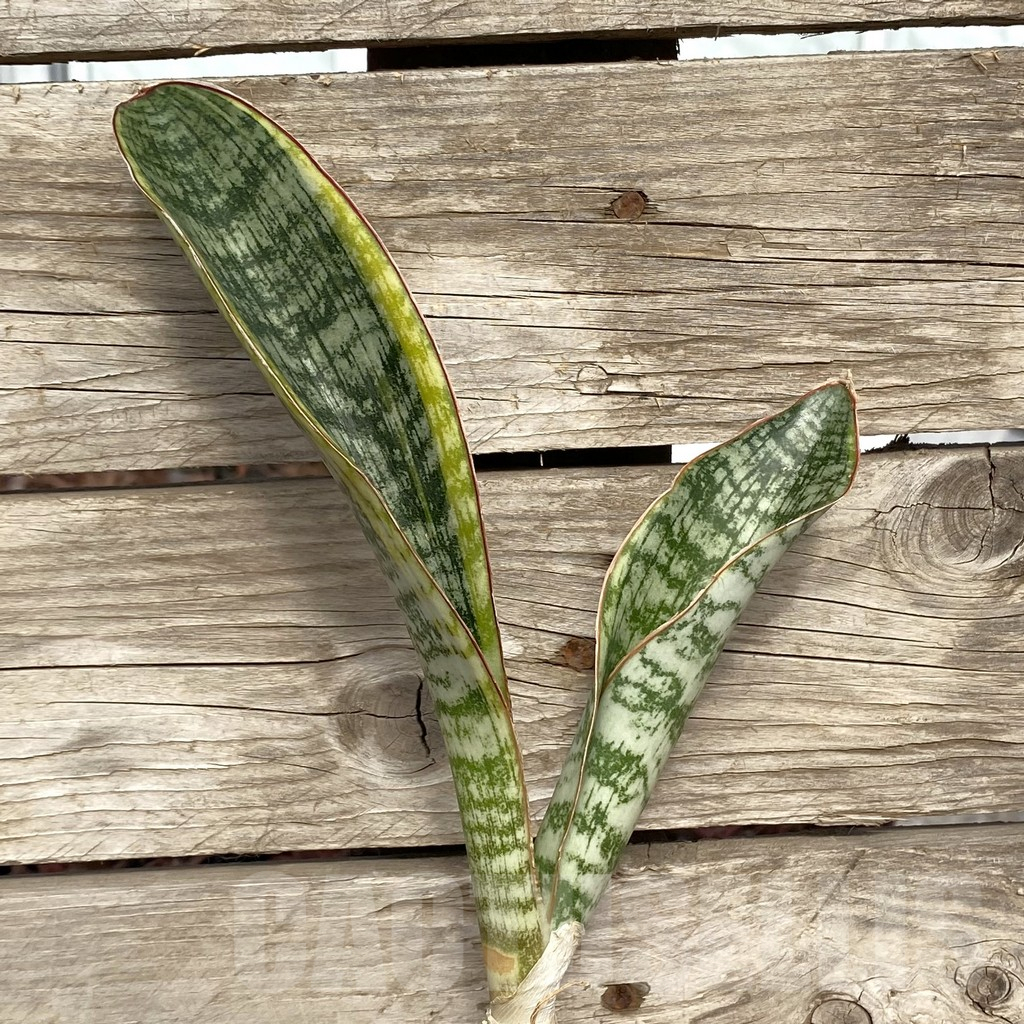 SHPR42774 Sansevieria ‘Phupamont’