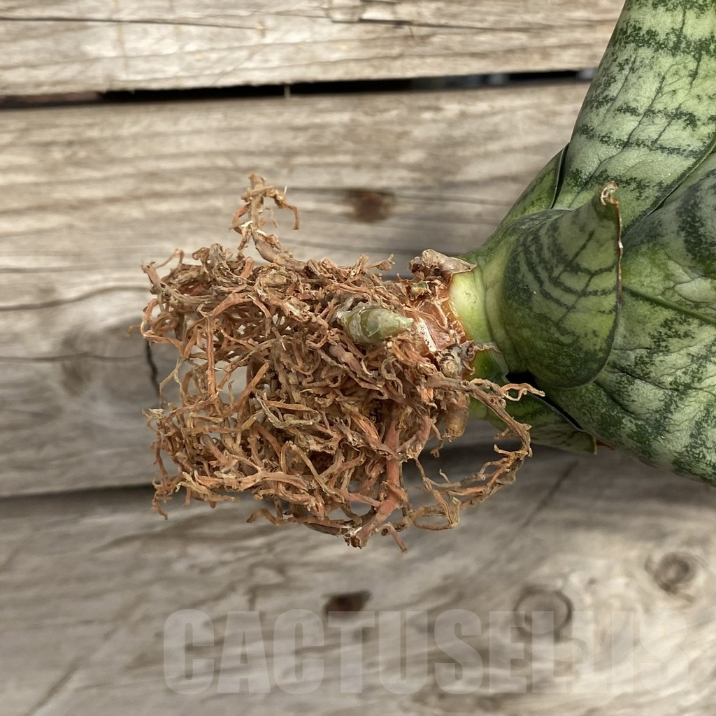 SHPR42775 Sansevieria 'Sweet Love' - immagine 2