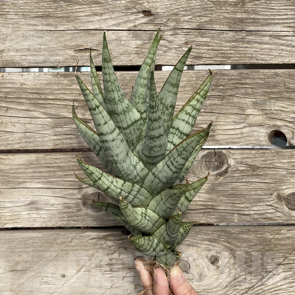 SHPR42775 Sansevieria 'Sweet Love' - immagine 3