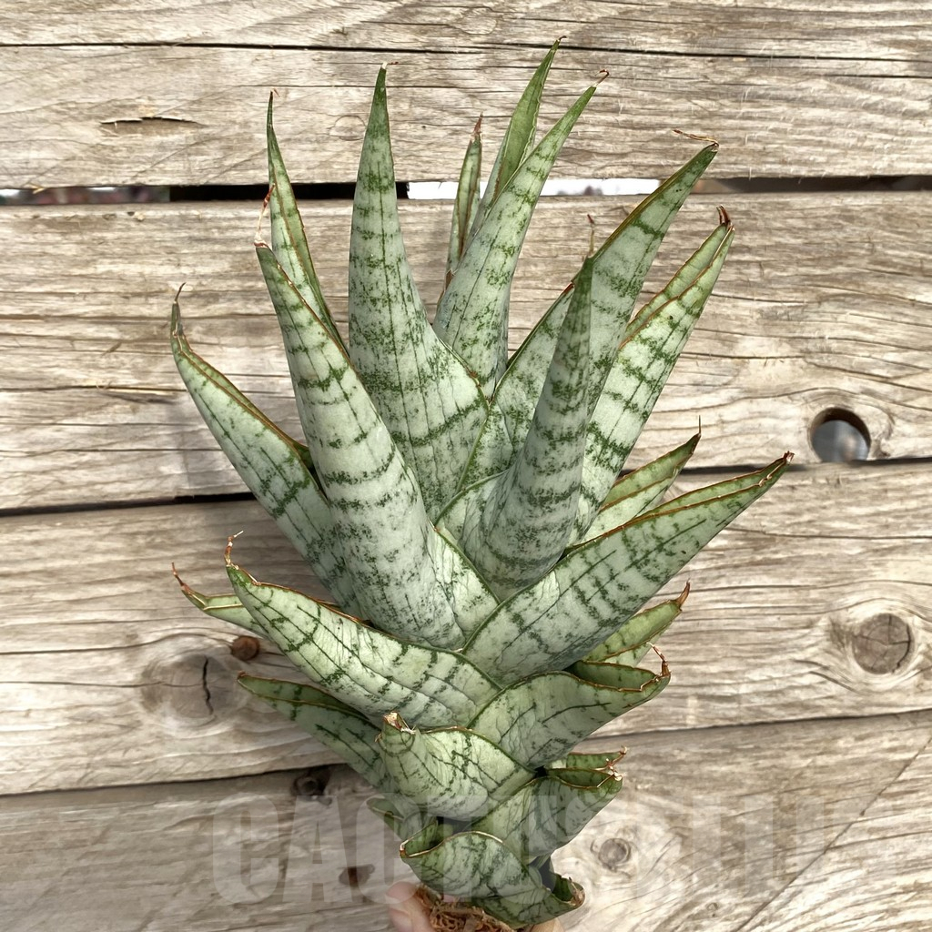 SHPR42775 Sansevieria 'Sweet Love'