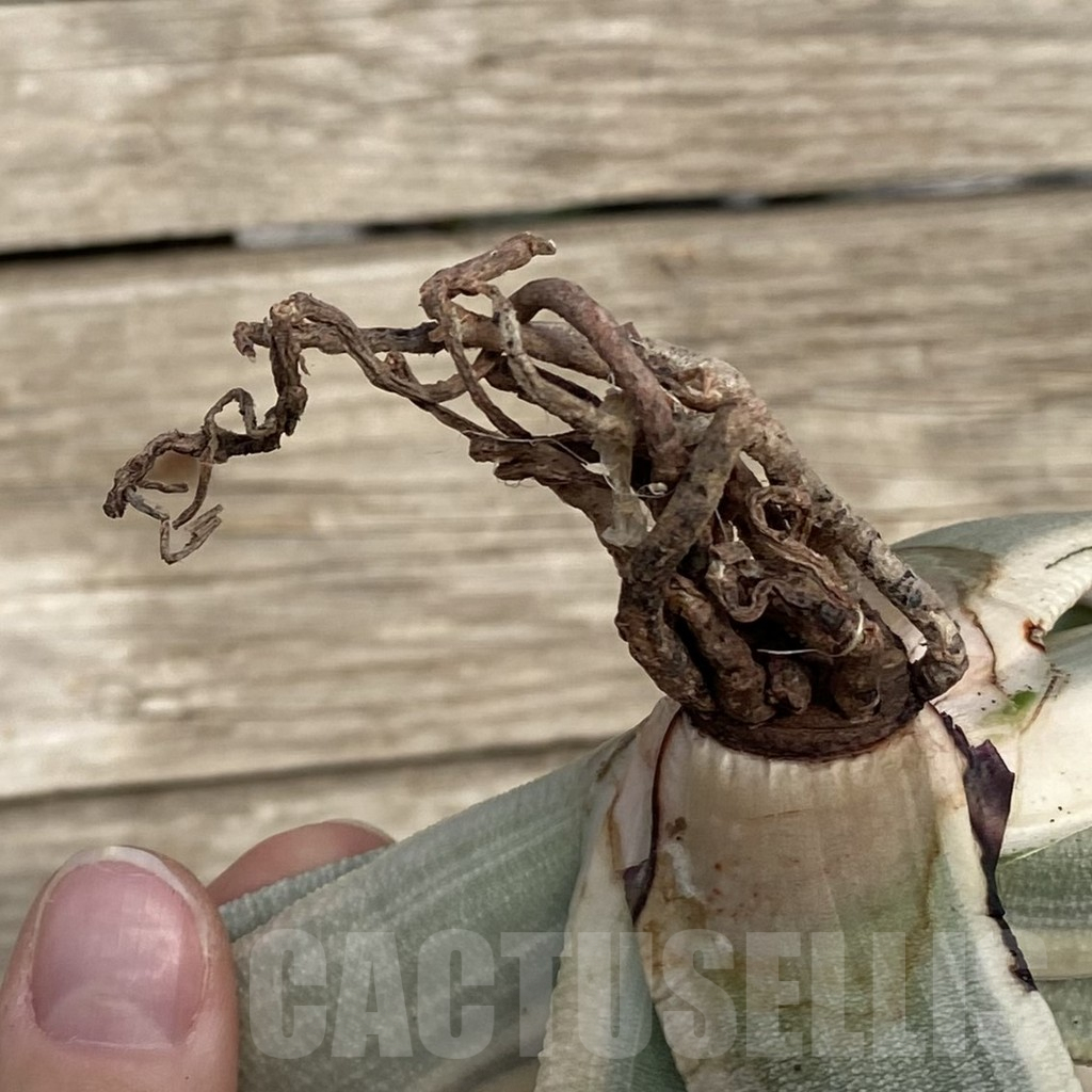 SHPR42777 Gasteria batesiana - Image 3