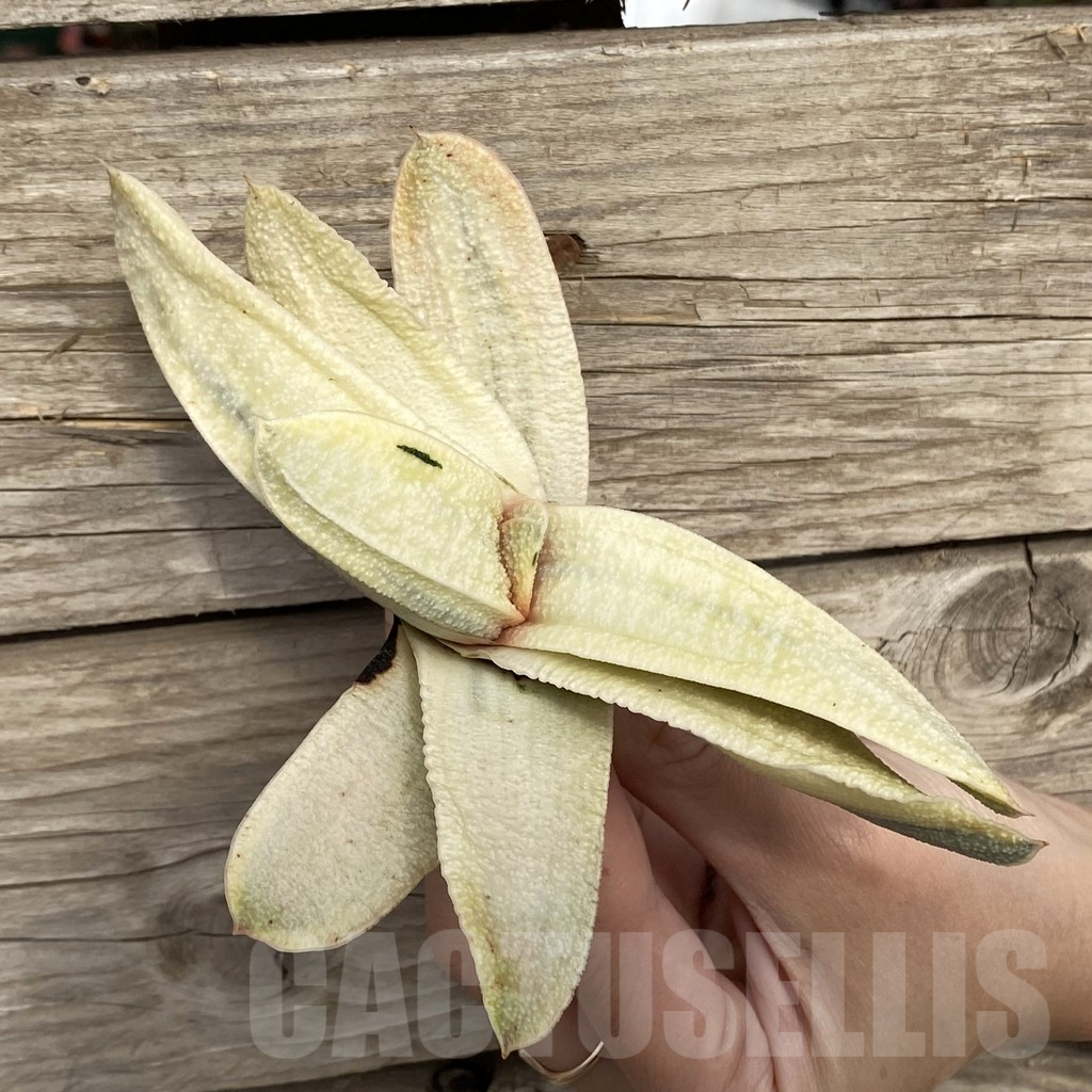 SHPR42777 Gasteria batesiana - Image 2